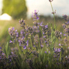 Cereria Molla Świeca Premium 230g Provence Lavender