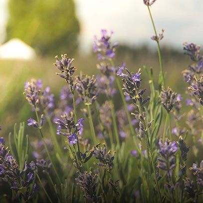Cereria Molla Świeca Premium 230g Provence Lavender